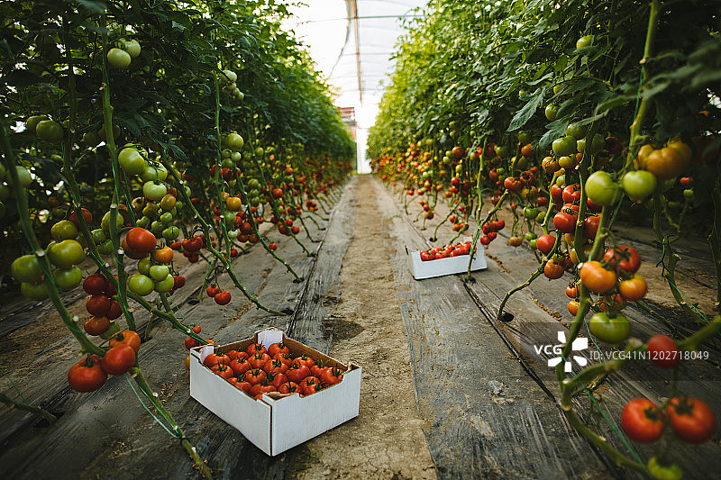 温室番茄采摘图片素材
