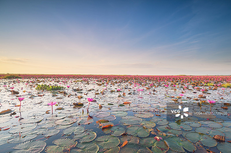泰国坤帕瓦皮乌隆他尼国家公园美丽的粉红色莲花湖图片素材