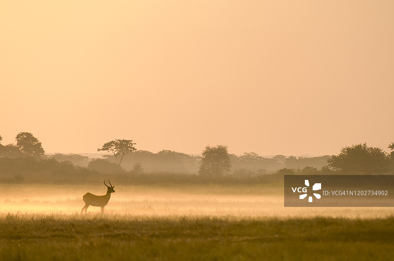 赞比亚卡富埃国家公园布桑加平原的清晨薄雾中的小羚羊图片素材