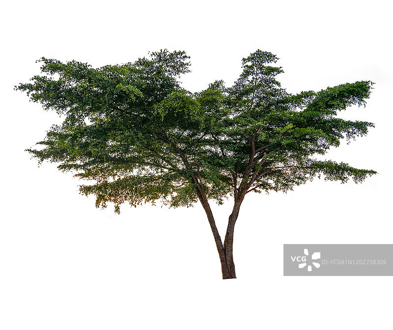 白色背景上隔离的树木，用于设计的热带树木，广告和建筑图片素材