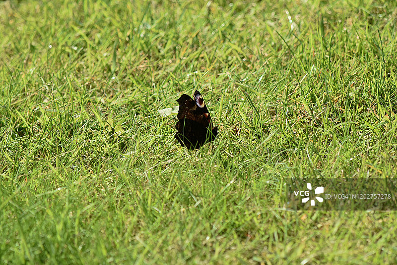 地板上的蝴蝶图片素材