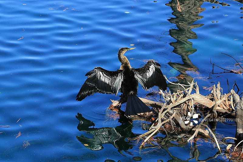 池塘中的双冠鸬鹚（Phalacrocorax aureus）图片素材