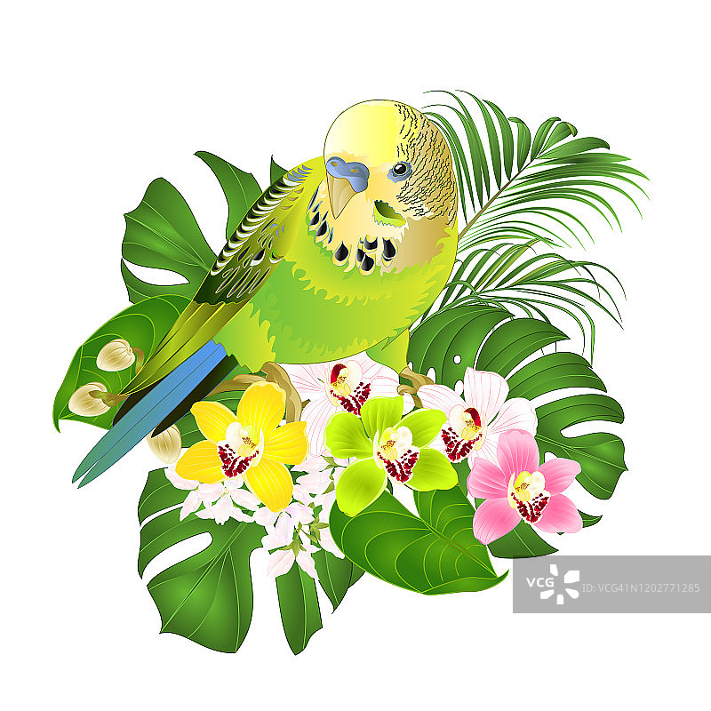 绿色虎皮鹦鹉宠物鸟和热带棕榈树兰花水彩复古矢量插画图片素材