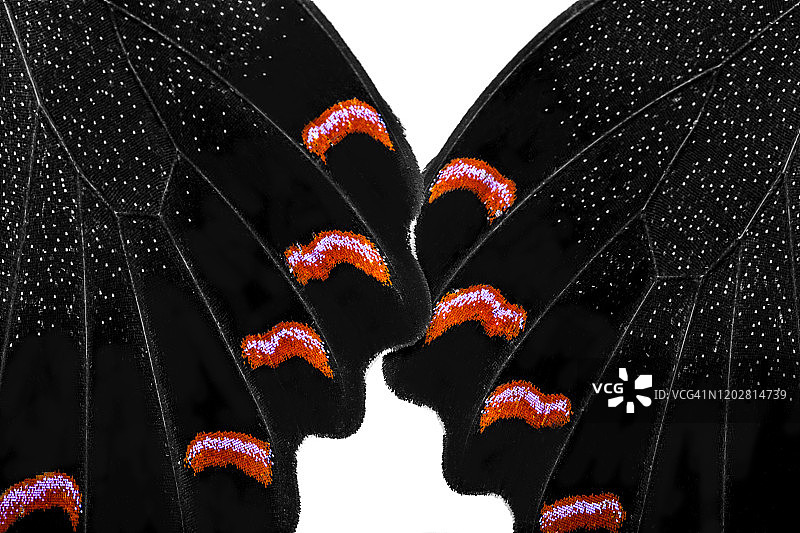 蝴蝶翅膀图片素材