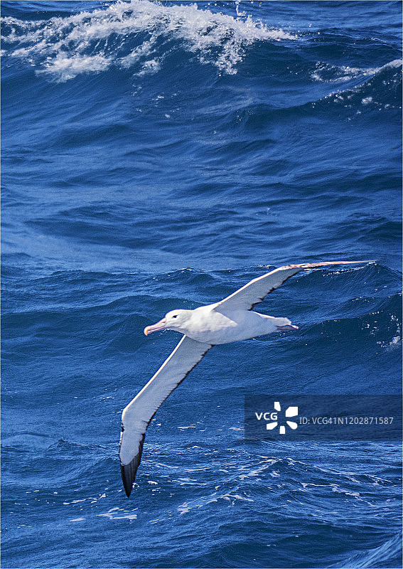南极半岛半月岛附近的漂泊信天翁图片素材
