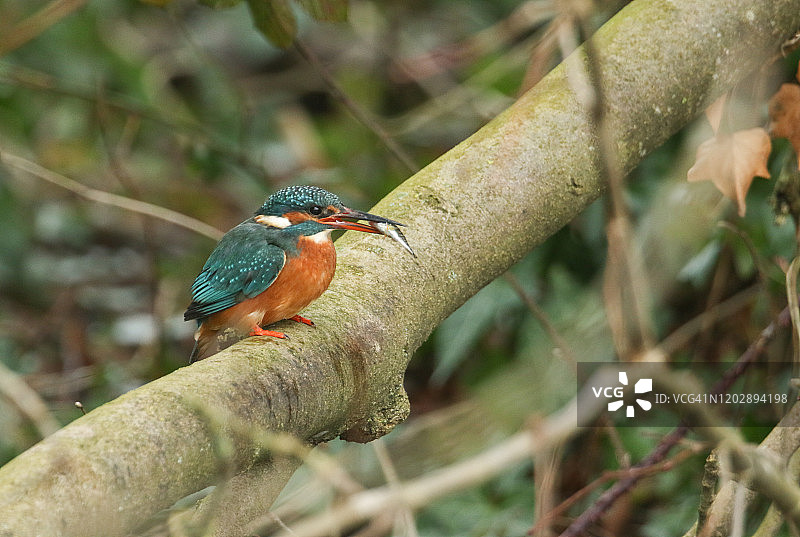 翠鸟栖息在河边树枝上，嘴里叼着刚刚捕获的鱼图片素材