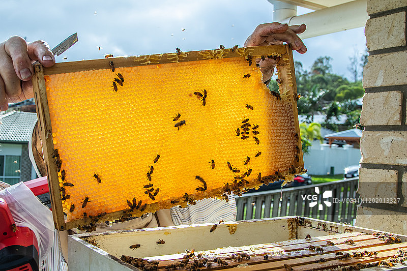 蜂农检查蜂箱图片素材