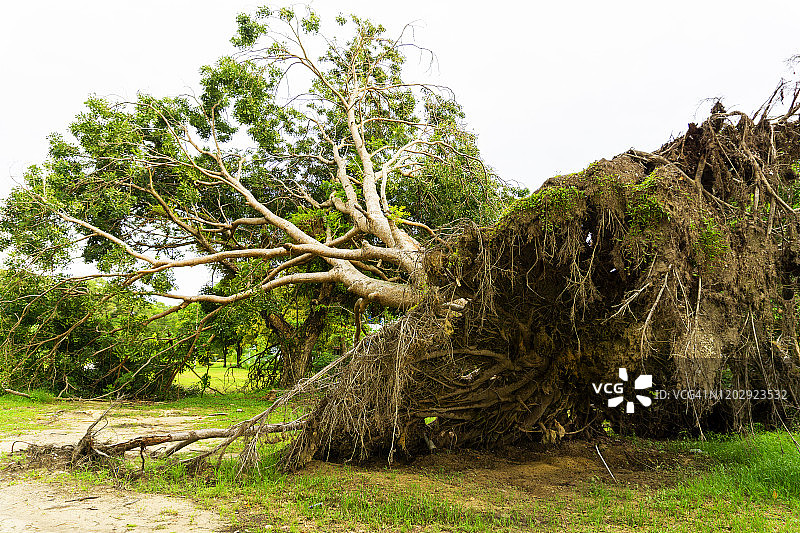 倒塌树木的自然灾害图片素材