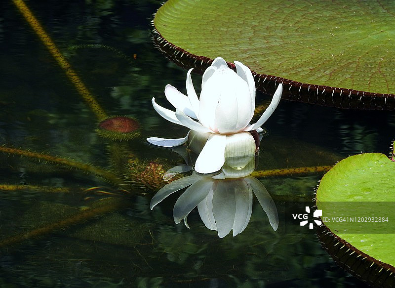 韩国首尔的维多利亚睡莲图片素材