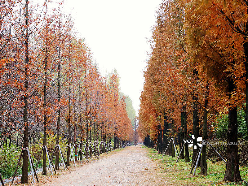 韩国首尔天空公园水杉路秋景图片素材