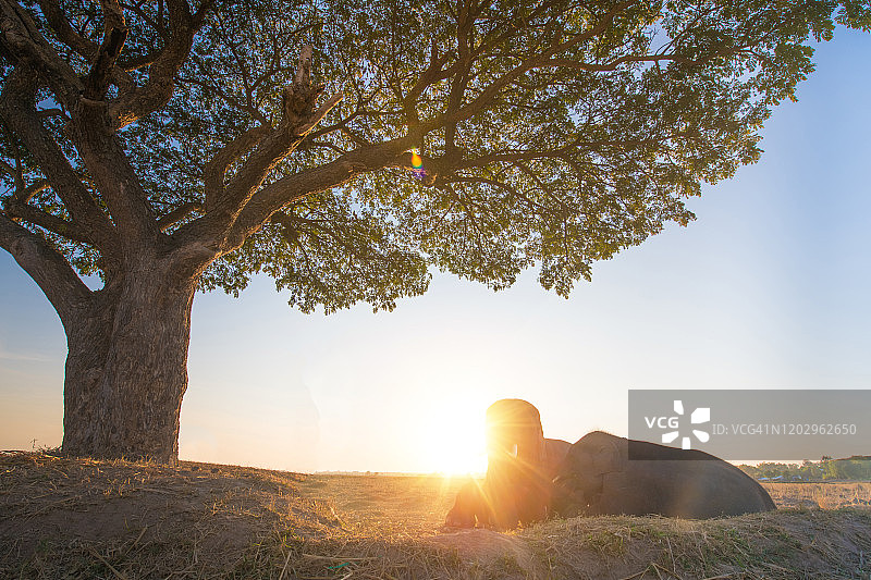 日出时分热带雨林稻田里漫步的大象图片素材