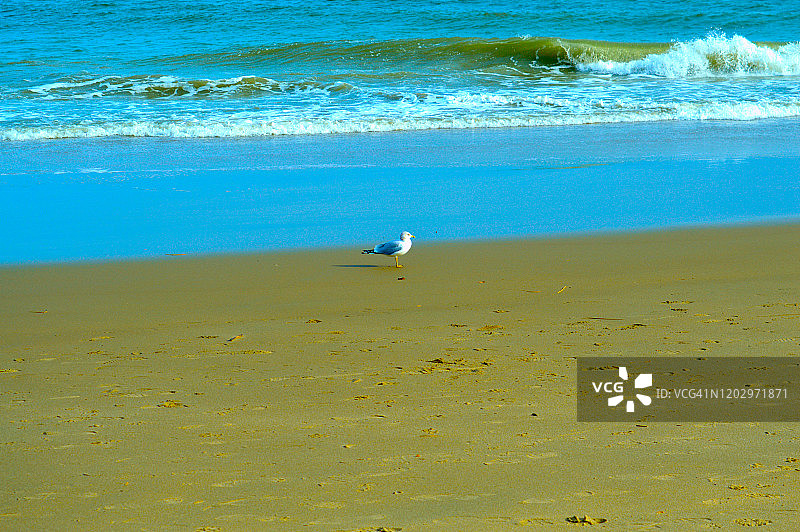 海鸥在海滩图片素材