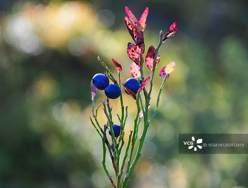 蓝莓植物特写，背景是模糊的林地图片素材