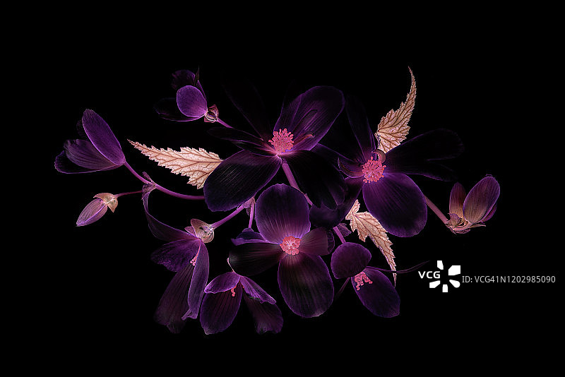 黑色背景上的秋海棠花叶特写创意抽象图图片素材