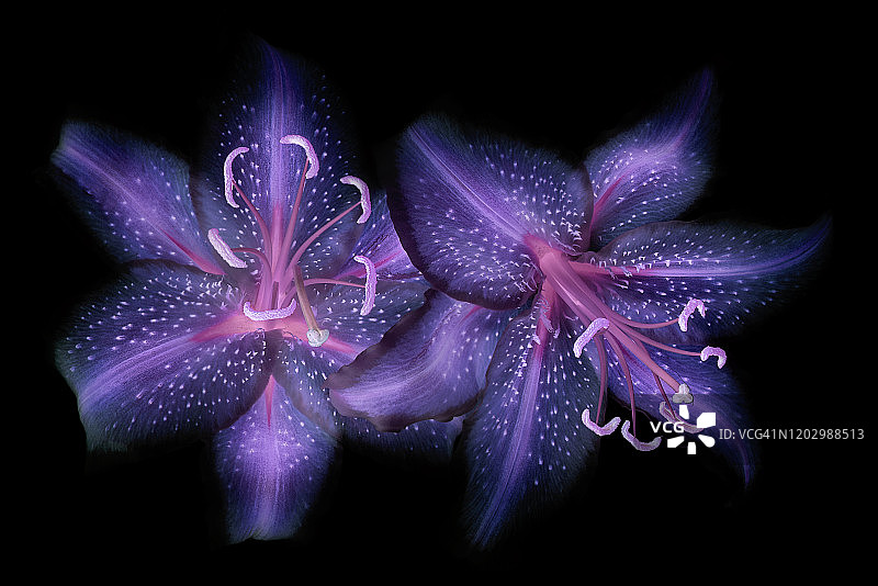 黑色背景下的两朵百合花的创意抽象图像特写图片素材
