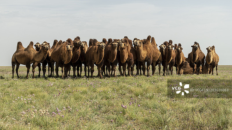 蒙古戈壁沙漠中的双峰驼图片素材