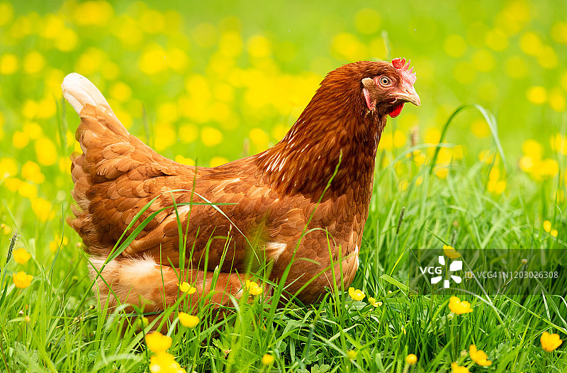 草地和毛茛中的春季小鸡图片素材