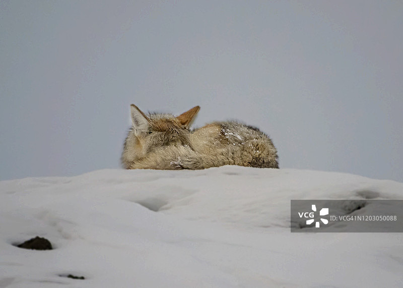 山脊上的郊狼图片素材