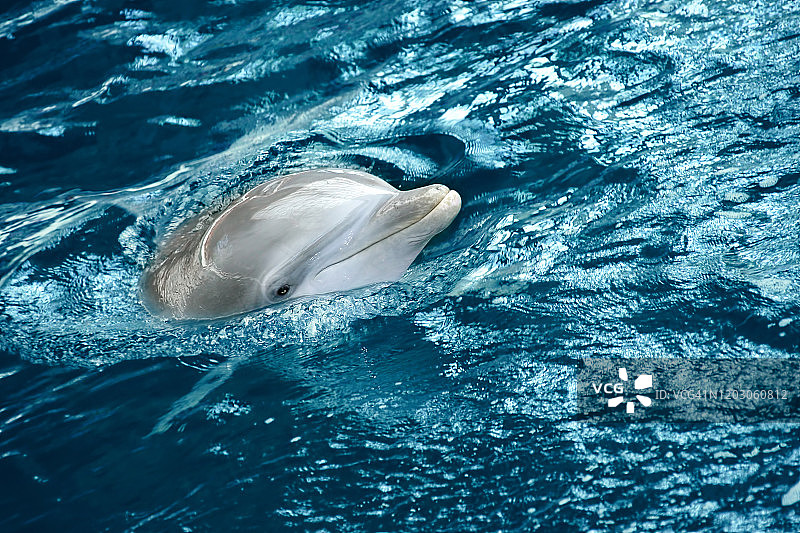 水中海豚的特写图片素材