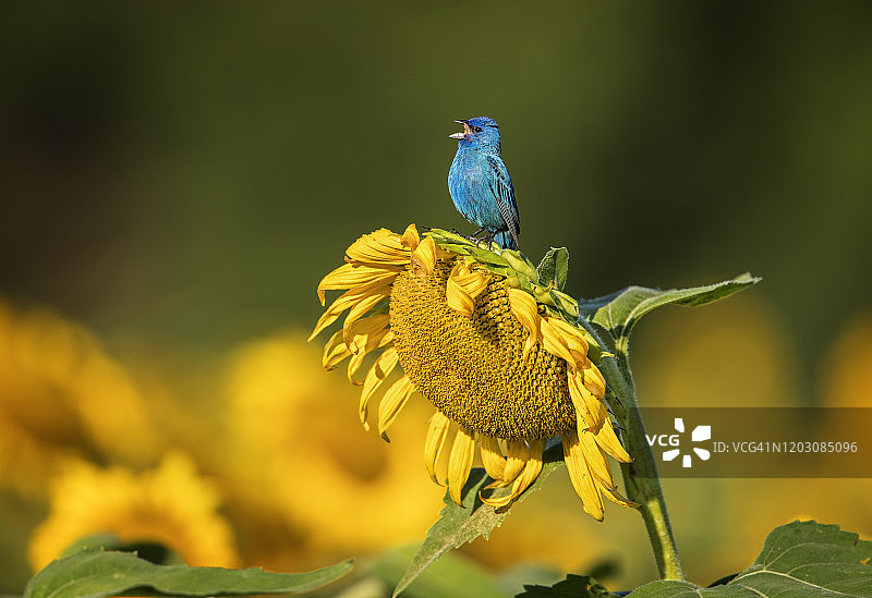 蓝色和黄色图片素材