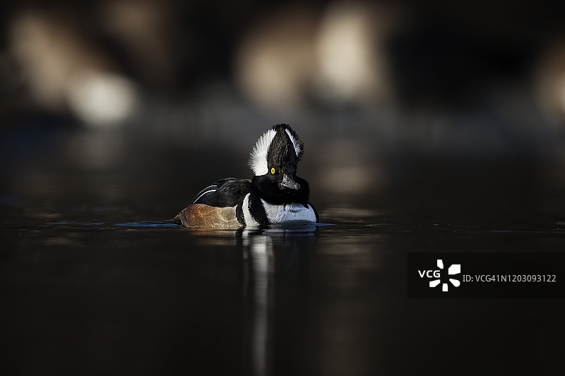 Mergtastic先生图片素材