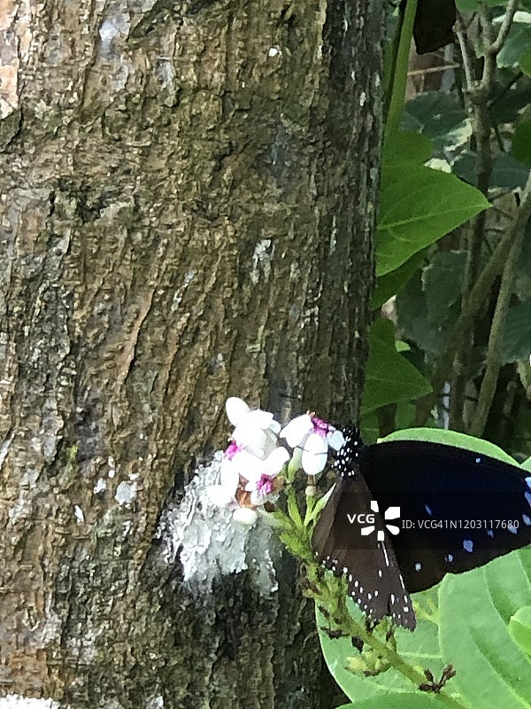印度尼西亚巴厘岛的黑色蝴蝶特写图片素材