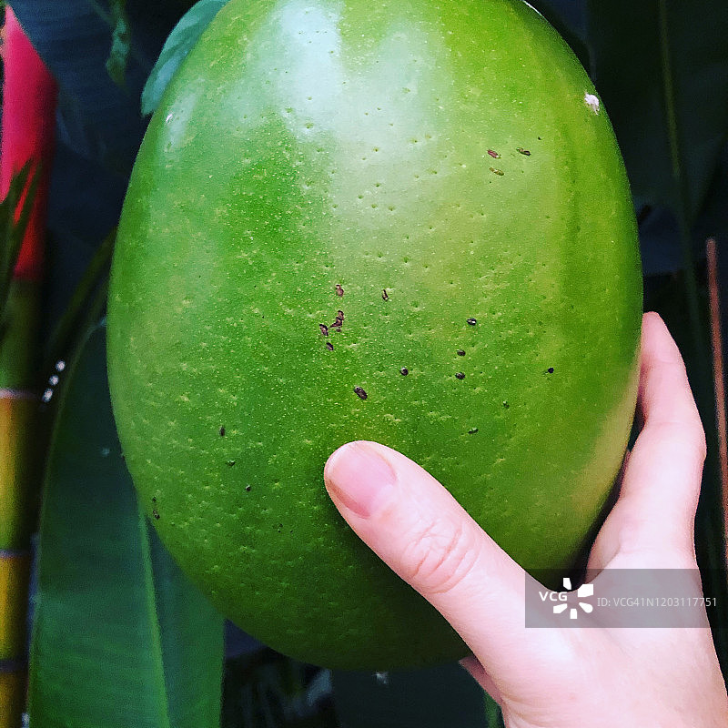 酸木瓜图片素材