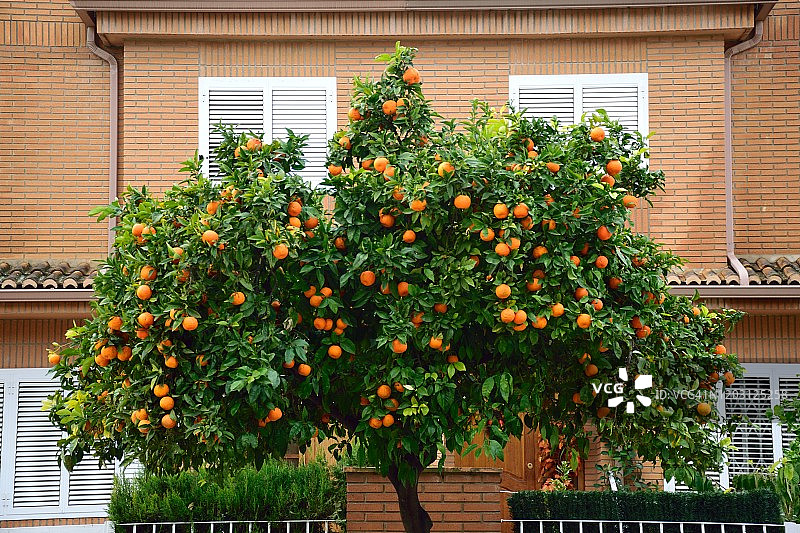 城市街道上的观赏性橘树图片素材
