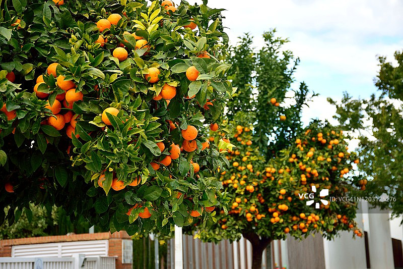 城市街道上的观赏性橘树图片素材