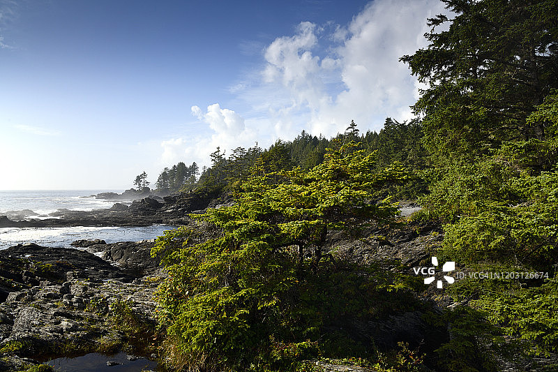 植物学海湾植物海滩（温哥华岛，BC省）图片素材