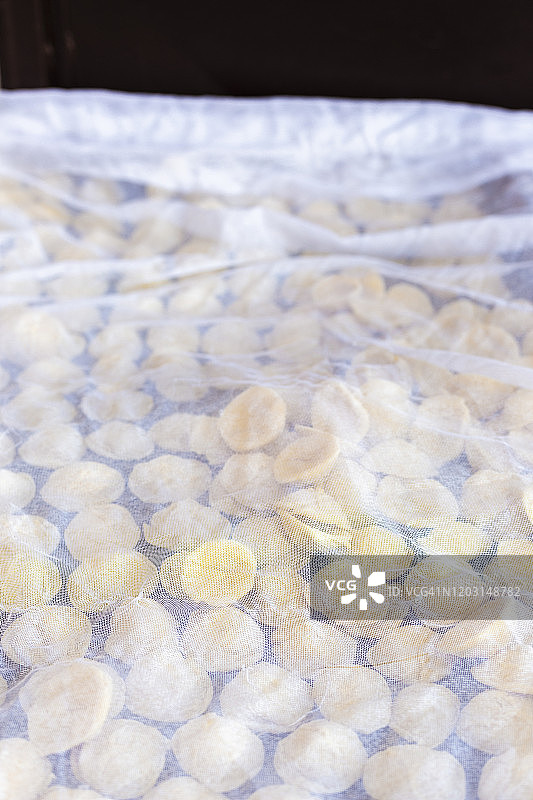 意大利特色自制新鲜面食（来自普利亚的猫耳朵面），晾在架子上图片素材