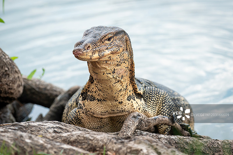 曼谷伦披尼公园的巨蜥图片素材