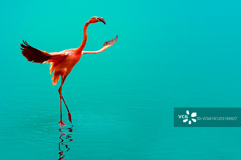 火烈鸟在清澈的蓝色海面上飞翔，阳光照耀着美丽倒影图片素材
