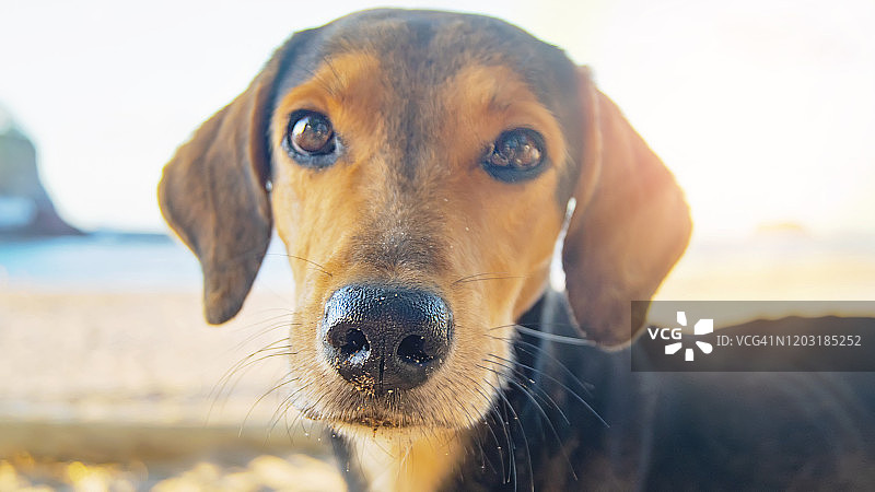 海滩上可爱小狗的肖像图片素材