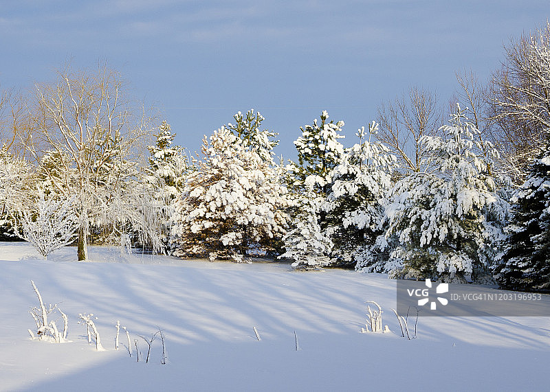 清晨光线下被雪覆盖的树木图片素材