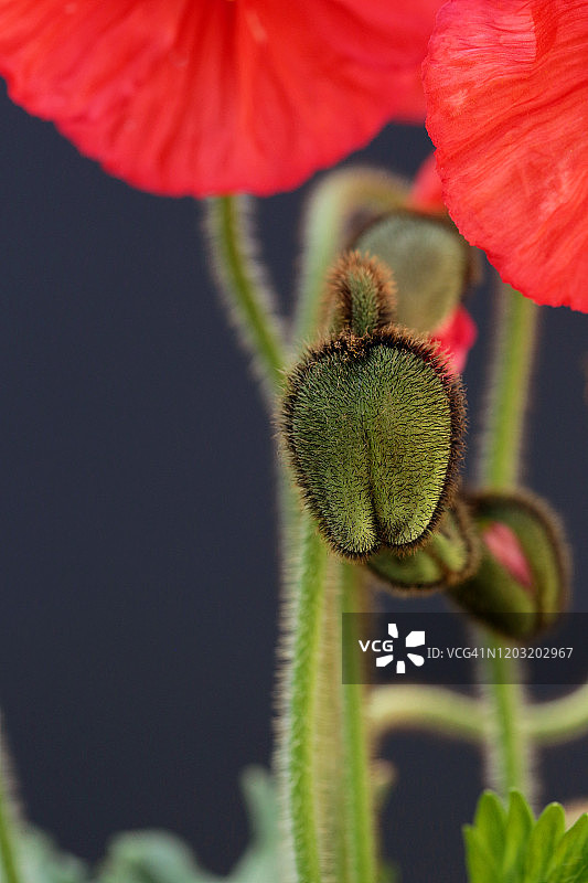 深色背景下鲜艳的冰岛罂粟花和花蕾图片素材