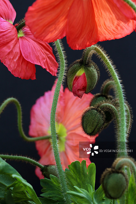 深色背景下鲜艳的冰岛罂粟花和花蕾图片素材