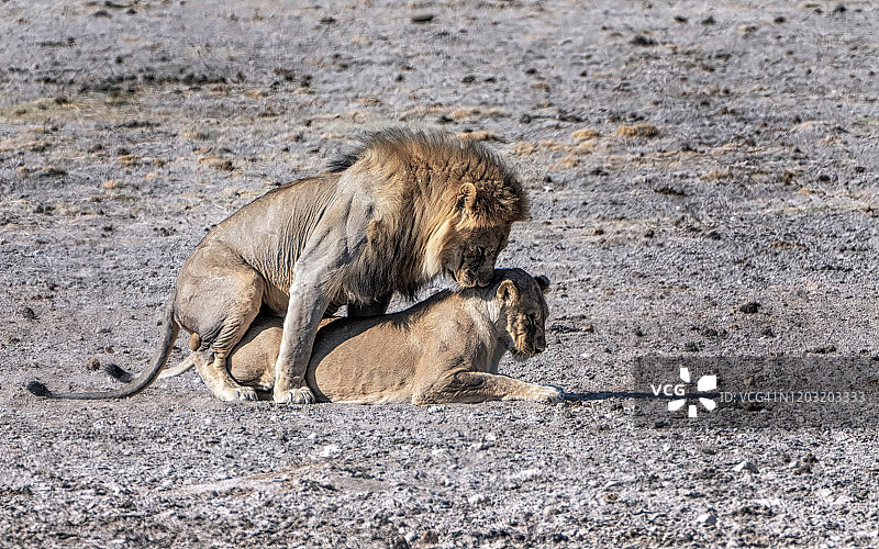 纳米比亚埃托沙国家公园午后阳光下的狮子交配图片素材