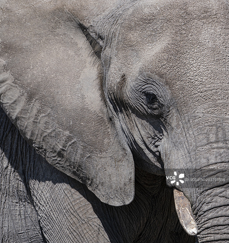 埃托沙国家公园阳光下的非洲象特写图片素材