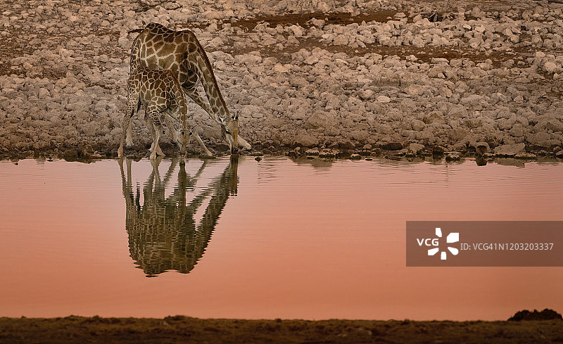 纳米比亚埃托沙水塘中长颈鹿的夕阳倒影图片素材
