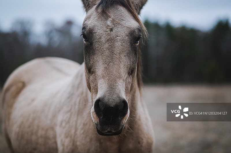 栗色四分之一马特写图片素材