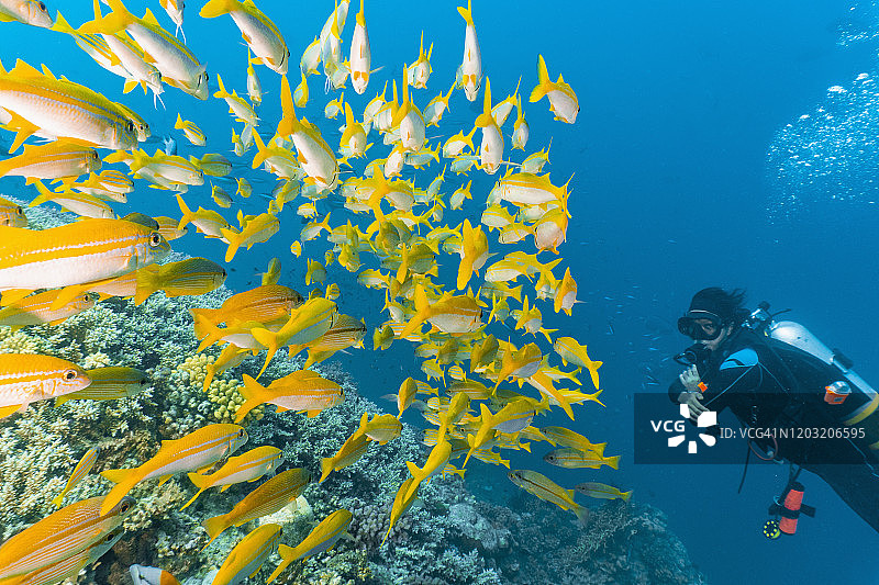 潜水员在大堡礁观察黄鲷鱼群图片素材