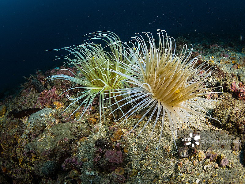 管状海葵水下拍摄照片图片素材