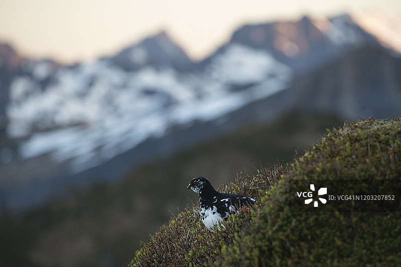 挪威罗弗敦群岛山地景观中的雷鸟（agopus muta），身披部分冬季羽毛图片素材