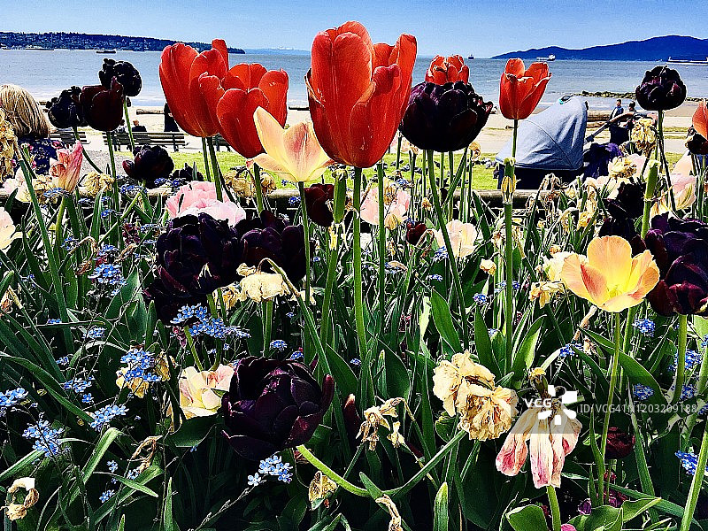 英吉利湾的郁金香图片素材