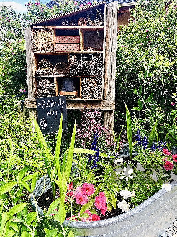 蝴蝶与昆虫旅馆图片素材