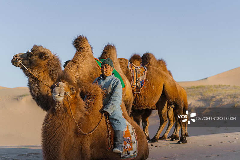 男人在日落时分的戈壁沙漠中带领骆驼队图片素材