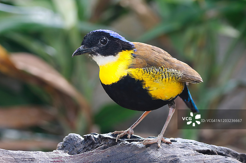 Gurney氏八色鸫：泰国美丽的雄鸟图片素材