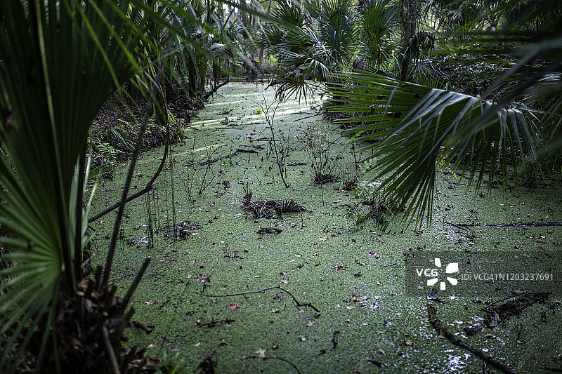 沼泽岸边的棕榈树图片素材