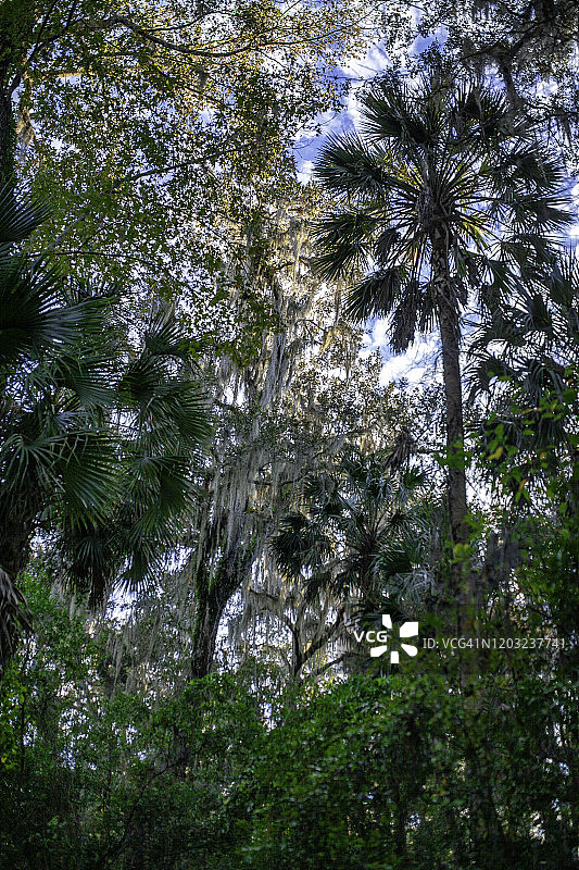 沼泽中的棕榈树和落羽杉图片素材